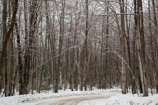 Snowy Maple trees in a woodland line the snowy road.
