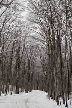 Snowy maple trees line the snowy road in a woodland.