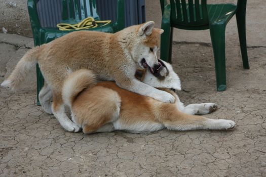 Cute Akita Inu puppies playing in the yard
