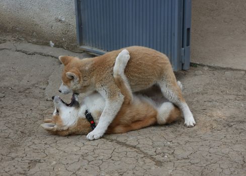 Cute Akita Inu puppies playing in the yard