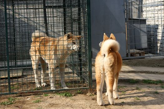 Curious Akita Inu puppy visiting his relatives