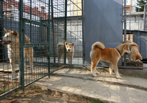 Curious Akita Inu puppy visiting his relatives