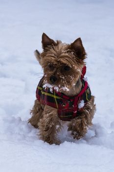 Cute dog playing in the snow with flakes