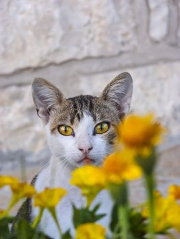 Cat with bright yellow eyes behind yellow flowers