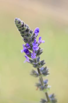 Lavender growing in Central West NSW in spring.