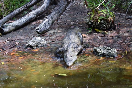 Crocodile coming from the bank towards the river in a park of Mombasa in Kenya