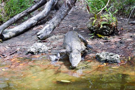 Crocodile coming from the bank towards the river in a park of Mombasa in Kenya