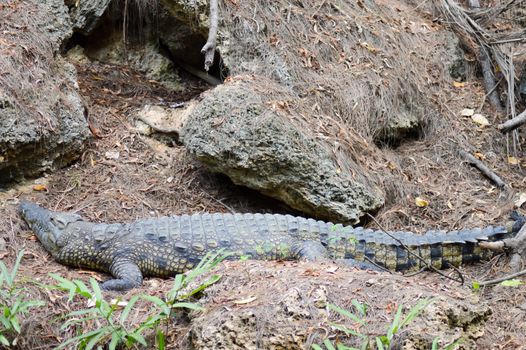 Crocodile lying down for a siesta on a bank in a park in Mombasa, Kenya