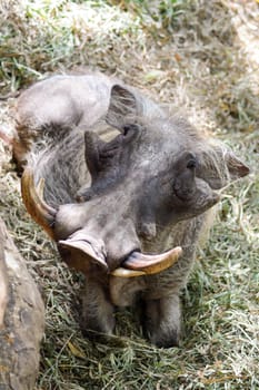 Warthog lie in the grass in a park in Mombasa, Kenya