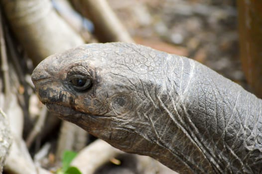 Tortoise head in a park in Mombasa, Kenya