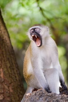 Monkey vervet on a branch open mouth in a park in Mombasa, Kenya