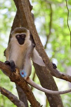 Monkey vervet on a tree with genital parts exposing in a park in Mombasa, Kenya