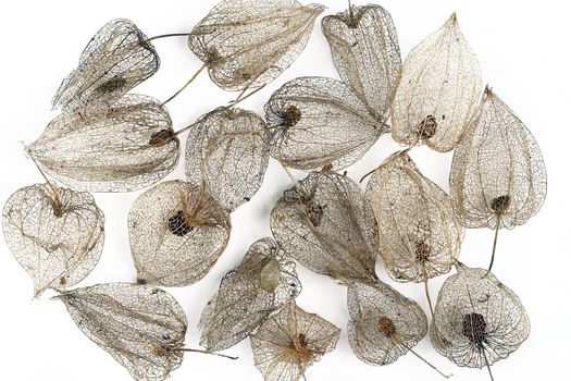 Detail of the dried fruits of Cape gooseberry on a light background