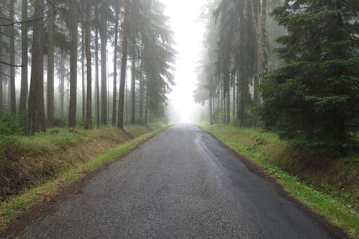 Image of the empty road in the misty spruce forest