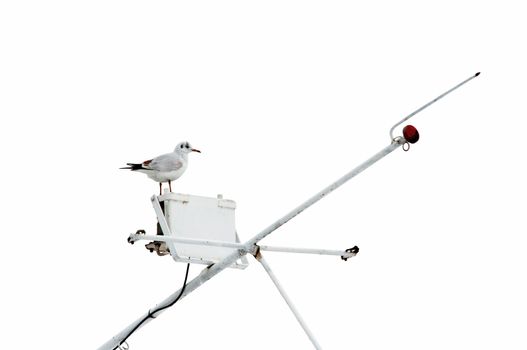 Image of the gull - laughing gull