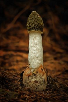 Detail of the common stinkhorn - Phallus Impudicus - powerful smell