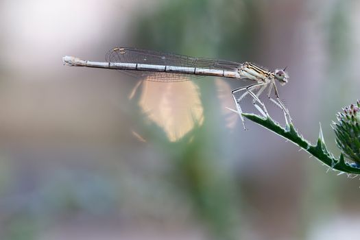 Image of the dragonfly on leaf