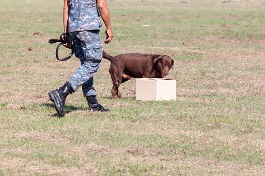 Soldiers from the K-9 dog unit works with his partner to during a demonstration Training. Identification is suspect.