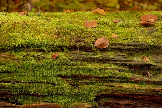 Abstract background of autumn leaves on tree