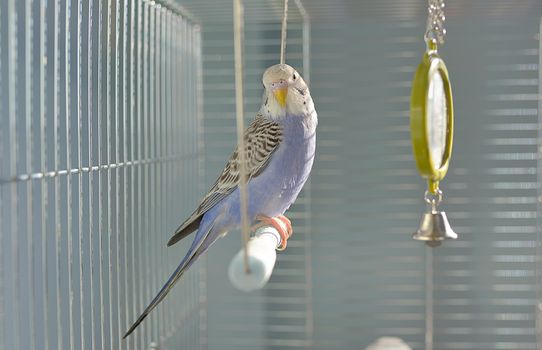 Indigo Budgerigar parrot in his cage