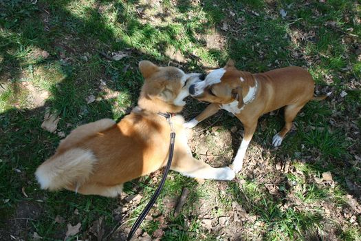 Puppies of Akita Inu and English setter palying in public park