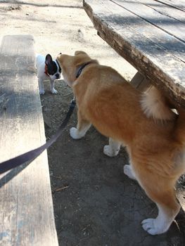 Puppies of Akita Inu and English bulldog meeting in public park