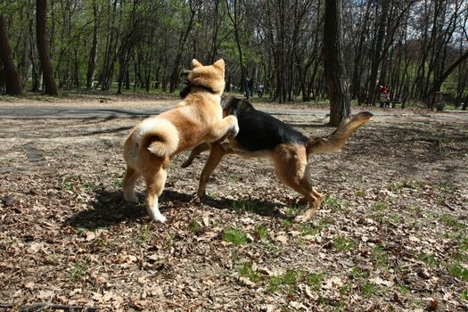 Puppies of Akita Inu and German shepherd palying in public park