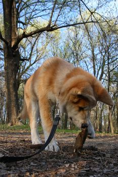 Puppy of Japanese dog Akita Inu having fun with piece of wood 
