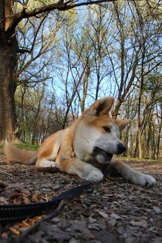 Puppy of Japanese dog Akita Inu having fun with piece of wood 