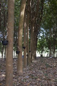 Para rubber forest (para, rubber, trees)