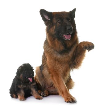 puppy and adult german shepherd in front of white background