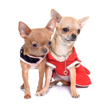 dressed puppies chihuahua in front of white background