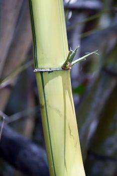 Bamboo branch with thumbs in a park in Mombasa, Kenya