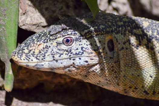 Iguana head in a park in Mombasa, Kenya