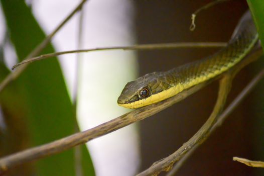 Green snake head on a branch in a park in Mombasa, Kenya