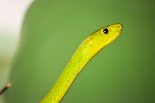 Green mamba head on a branch in a park in Mombasa, Kenya