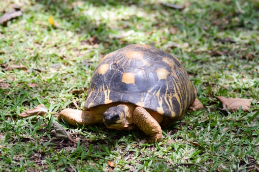 Hermann's turtle walking on the lawn of a park in Kenya