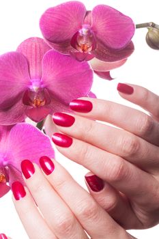 Manicured nails painted a deep red caress dark pink flower pedals against white background