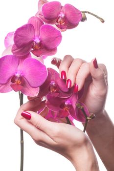 Manicured nails painted a deep red caress dark pink flower pedals against white background