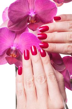 Manicured nails painted a deep red caress dark pink flower pedals against white background