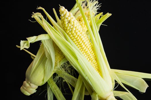 Fresh corn on the cob or sweet corn over a black background with the outer leaves peeled back to reveal the succulent kernels
