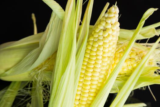 Fresh corn on the cob or sweet corn over a black background with the outer leaves peeled back to reveal the succulent kernels