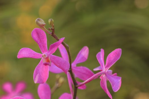 Beautiful pink orchid blooming on a branch with blurry green leaf in the garden