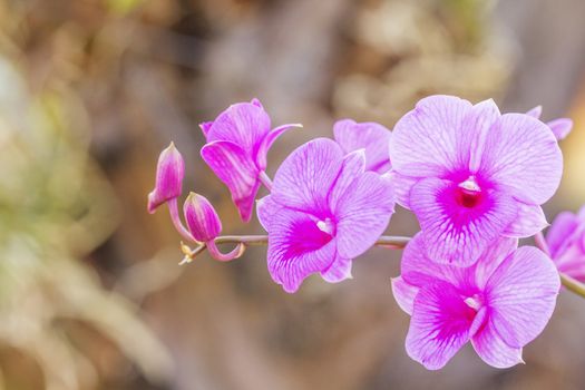 Beautiful pink orchid blooming on a branch with blurry green leaf in the garden