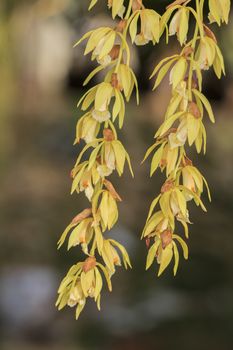 Beautiful yellow orchid blooming on a branch in the garden