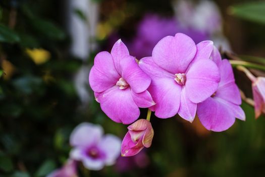 Beautiful pink orchid blooming on a branch with blurry green leaf in the garden