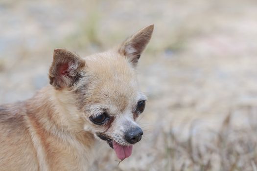 Portrait brown chihuahua dog