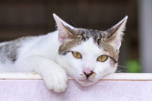 Portrait of cute Thai cat