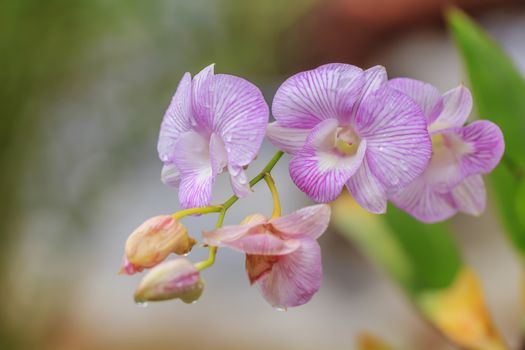 Beautiful pink orchid blooming on a branch with blurry green leaf in the garden