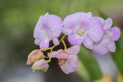 Beautiful pink orchid blooming on a branch with blurry green leaf in the garden